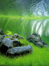 Eleocharis Acicularis